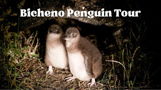 Penguin Tour in Bicheno Tasmania Australia [upl. by Zitvaa]