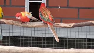 EASTERN ROSELLA Platycercus eximius  combination of the orange mutation [upl. by Schaab]