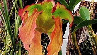 How to Polinate a Sarracenia Carnivorous Pitcher Plant Flower Part 2 how to pollinate sarracenia [upl. by Dnama643]