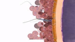 General Embryology  Detailed Animation On Fertilization [upl. by Creighton]