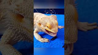 Understanding Bearded Dragon Behavior 1 [upl. by Gabriello]