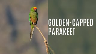 Golden Capped Parakeet Aratinga Auricapillus [upl. by Ainessej]