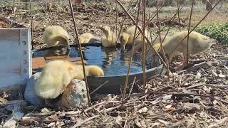 Silver Appleyard Ducklings at Pond [upl. by Nnyleak]