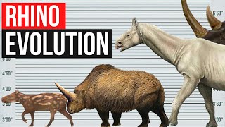 Rhino Evolution  In one minute [upl. by Tamsky]