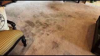 Carpet Steam Cleaning with Pet Stains Great Results [upl. by Terra774]