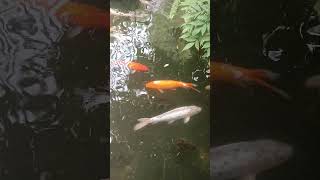 carpkoinaturefishgardenpondwaterzoohalcáfiskikaniascfiskurpezpescarefësch [upl. by Raouf]