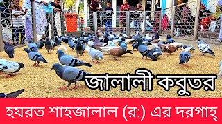 জালালী কবুতর।Jalali kobutor। হযরত শাহজালাল র এর দরগাহ্। সিলেট মাজার। Sylhet majar। Khushnur Nahid [upl. by Eylloh]