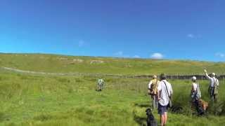 Bolting rabbits gundog training [upl. by Garreth991]