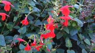 Salvia Coccinea  Scarlet Sage  Tropical Sage HD 02 [upl. by Lacey]