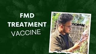 Foot and Mouth Disease  Treatment Vaccination  FMD [upl. by Norvin]