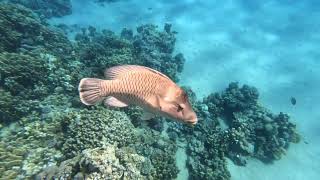 Ras Nasrani snorkeling Sharm El Sheikh Egypt Okt 2024 4K [upl. by Plossl148]