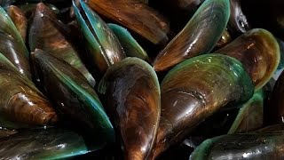 Apryll’s Escapade is live CLEANING MUSSELS [upl. by Gottlieb]