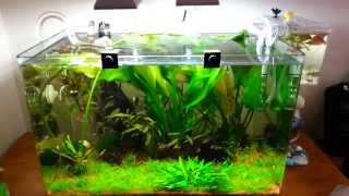 40l tropical nano aquarium [upl. by Octavia]