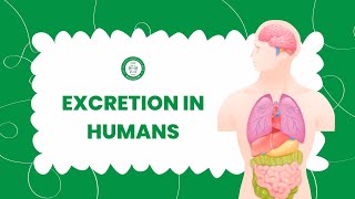 Excretion in Humans  Class 10 Science  Easy Explanation with Diagrams [upl. by Colp]