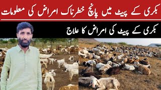 Goats diseases treatment in Urdu  Bakri ki bimariyon ka ilaj  Ostad ghulam rasool [upl. by Lamdin]