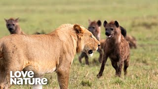 EPIC BATTLE 10 Lions VS 10 Hyenas Wage War For The Kill  Love Nature [upl. by Brittan]