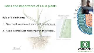 Calcium basics in plant nutrition [upl. by Sukramed]