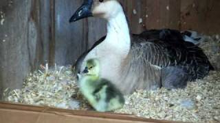 Baby goose videomov [upl. by Naida108]