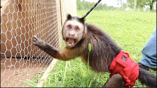 Capuchin MonkeyBoo Has Chickens [upl. by Waldo]