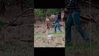 Man vs Kangaroo 🦘🧔shorts animals dog fighting [upl. by Nirret208]