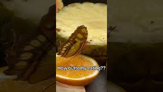 How butterfly eating [upl. by Lodhia]