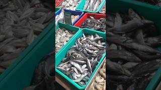 Fish 🐠🦐 shortvideo shortsfeed fishmarket [upl. by Anahoj]