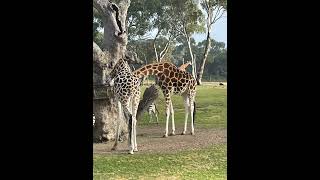 Visiting Werribee Open Range Zoo 2024 [upl. by Ahsied]