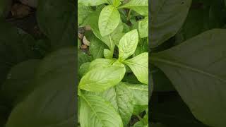 Alternanthera sessilis An edible plant fresh and healthy food [upl. by Atihana]