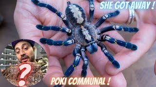 Tarantula collection Aboreals x COMMUNALS tarantula [upl. by Peters]