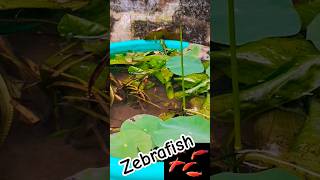 zebrafish 🐟breeding 😍 shortsaquariumLovers [upl. by Enelam]