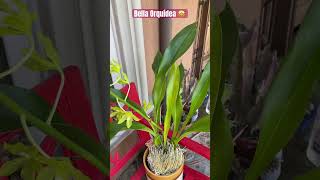 ✅BELLA GRAMMATOPHYLLUM 💛shortsorchidgrammatophyllumhawaiisummercollectorviralvideo [upl. by Yelrebma]