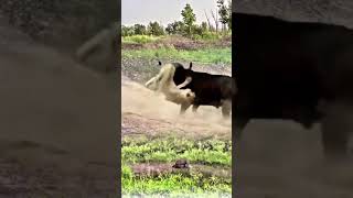 Buffalo Stunt vs Lion WildlifeShowdown BuffaloPower [upl. by Ciccia226]