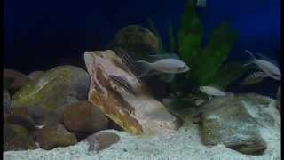 Tanganyika tank Sand dwellers amp Tropheus moliro [upl. by Ieppet]