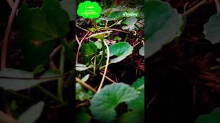 औषधी पौधा जरूरी जानकारी Centella asiatica  मंडूकपर्णी  गोतुकोला  Medicinal plant  Ayurvedic [upl. by Marcellus164]