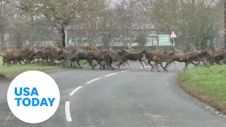 Big herd of deer crosses the road in a surprising video  USA TODAY [upl. by Aicirt]