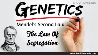 Mendels Second Law  The Law Of Segregation  Statement amp Explanation Class  X CBSE  ICSE [upl. by Spooner]