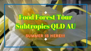 Food Forest Tour  Beginning of Summer  Subtropics QLD Australia at Permaculture Haven [upl. by Jackelyn]