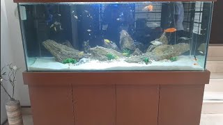 5ft x 2ft Cichlid Tank  Easy Steps to make a magnificent Aquarium cichlid aquarium fish [upl. by Alithia]