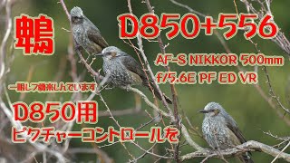 Nikon D850 PF500mm ピクチャーコントロールを・・・ 【野鳥撮影】 ヒヨドリ [upl. by Lustick]