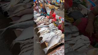 Kasimedu meenu maa 💢❤️‍🔥 🐟 fresh Fish 🐟 🐠🔥 [upl. by Myrt]