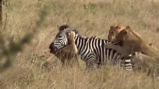 Young lions catch and kill an unfortunate zebra in Serengeti [upl. by Zelig]