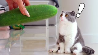 Cats vs Cucumber Compilation [upl. by Ahsiemac963]