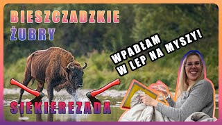 Żubry klej błoto i jesienne Bieszczady Listopadowy karawaning w górach [upl. by Jehius]