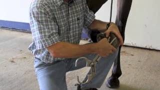 Basic Lameness Evaluation of the Horse [upl. by Erica]