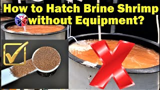 Brine Shrimp Eggs Hatching Without Equipment [upl. by Buskus]