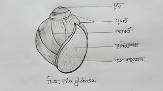 How to draw Pila globosaHsc Biology 2 chapter 1 [upl. by Moulden]