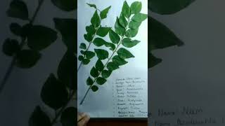 Herbarium Sheet Project  Class 11  study [upl. by Graf471]