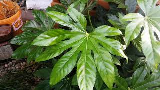 81 Fatsia Japonica Uprawa w ogrodzie [upl. by Nosnevets]