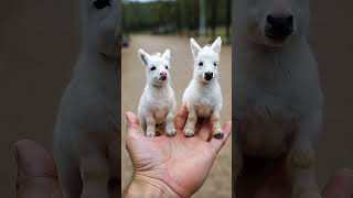 To Baby 😱Horse 🐎 Man hand Ai generated video animals horse [upl. by Parrnell]