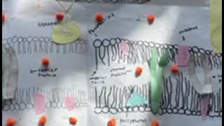 Cell Transport Simple Diffusion and Passive Transport [upl. by Dnalrah]